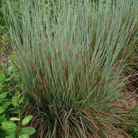 Andropogon scoparius "Standing Ovation" (Schizachyrium scoparium "Standing Ovation") [Vaso 18cm]