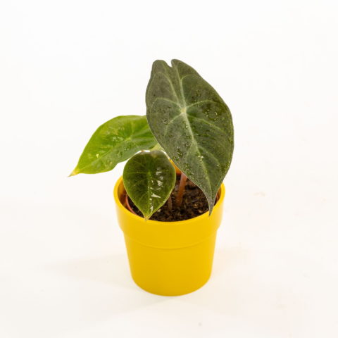 Alocasia "Purple Nights" Baby Plant [Vaso 5,5cm] (spedizione gratuita)