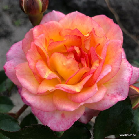 Dekora [Vaso 18cm]
