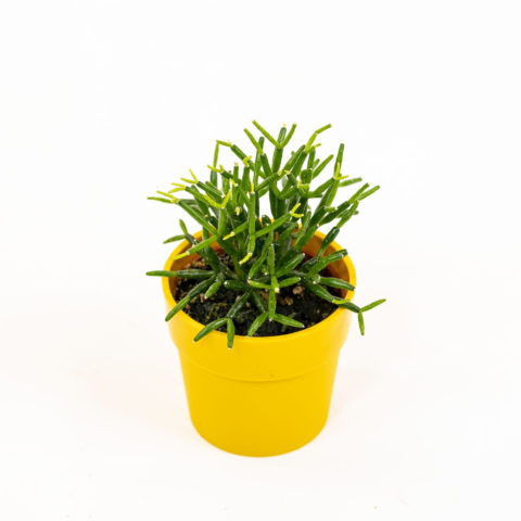 Hatiora salicornioides [Vaso 6cm]