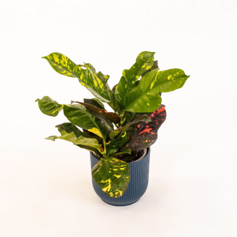 Codiaeum variegatum "Magnificent" (Croton) [Vaso 13cm | H. 30 cm.] (spedizione gratuita)