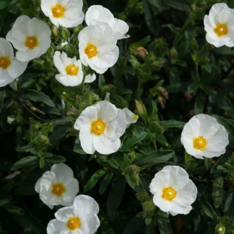 Cistus x oblongifolius (Cisto) [Vaso 16cm]