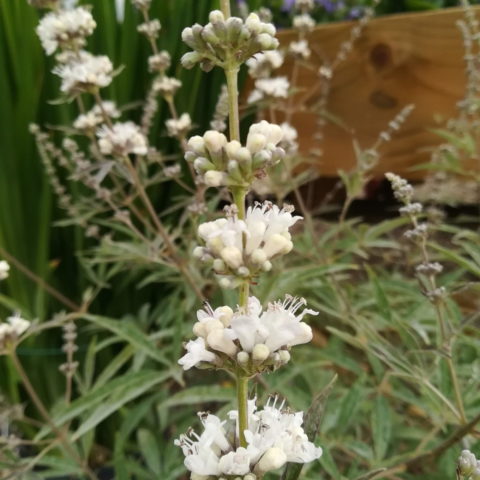 Vitex agnus-castus "Silver Spire" (Agnocasto) [Vaso 19cm]