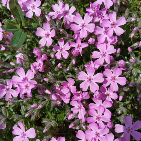 Phlox subulata "Phlox Trot Pink" [Vaso 12cm]