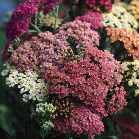 Achillea millefolium "Summer Pastels" [Vaso 12cm]