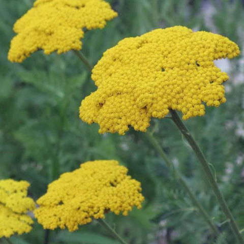 Achillea filipendulina "Cloth of Gold" [Vaso 12cm]