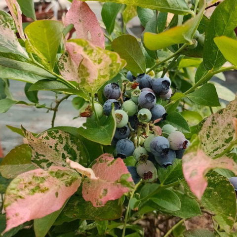 Mirtillo "Flamingo" (Vaccinium corymbosum "Flamingo") [Vaso 18cm]