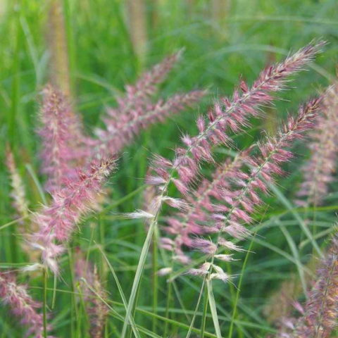 Pennisetum orientale "Flamingo" [Vaso 18cm]