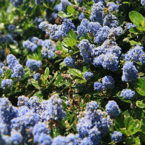 Ceanothus "Spring Party" [Vaso 17cm]