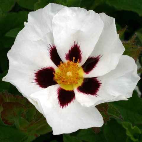 Cistus "Snow Fire" (Cisto) [Vaso 14cm]