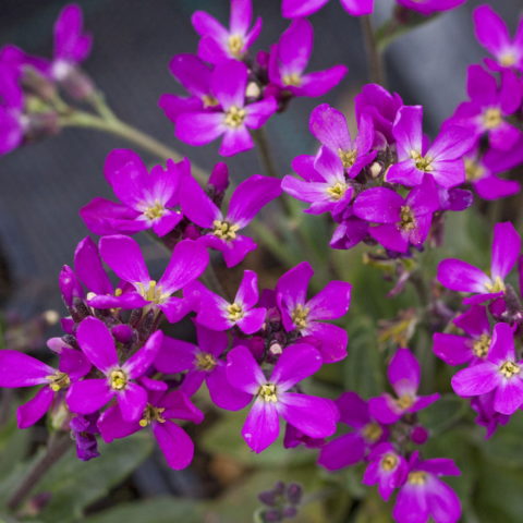 Arabis blepharophylla "Fruhlingszauber" [Vaso 12cm]