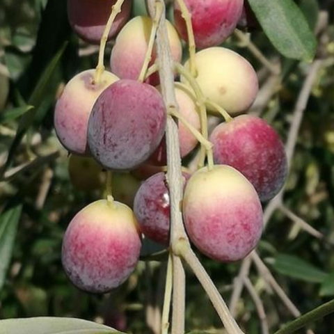Olea europaea "Rosciola" (Olivo) [H. 140-160 cm.]