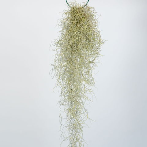 Tillandsia usneoides [H. 50 cm.]