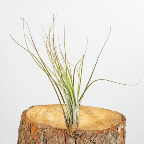 Tillandsia juncea