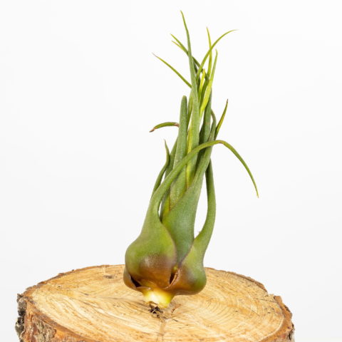 Tillandsia seleriana