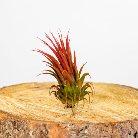 Tillandsia ionantha "Rubra"