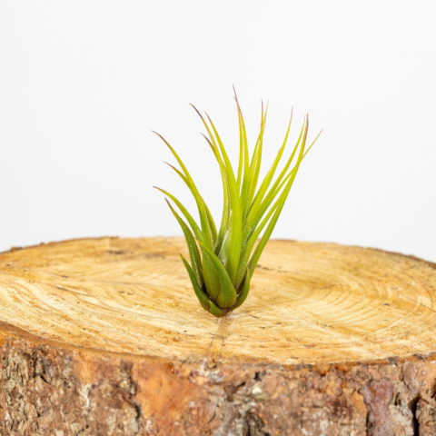 Tillandsia ionantha "Scaposa"