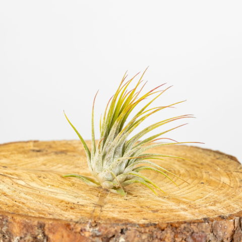 Tillandsia ionantha "Ionantha"