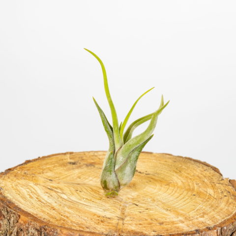 Tillandsia caput-medusae