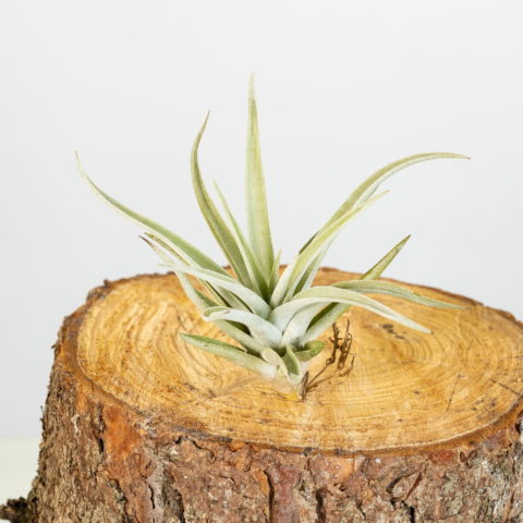 Tillandsia harrisii