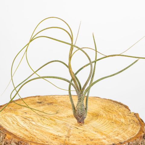Tillandsia butzii