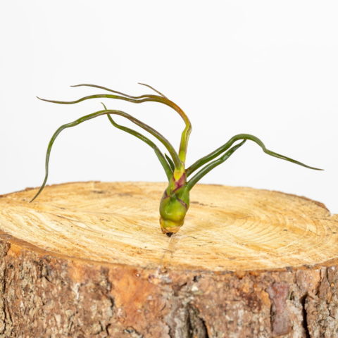Tillandsia bulbosa