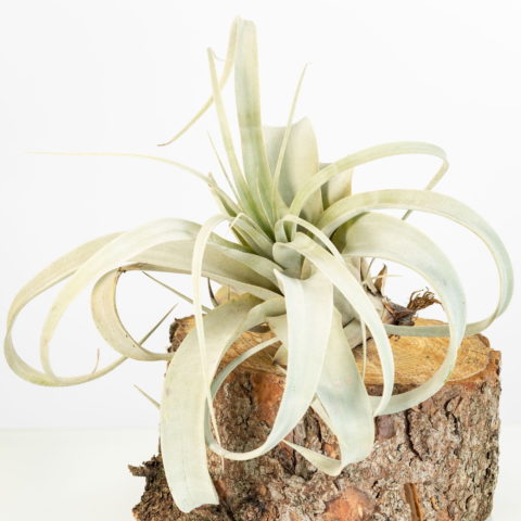 Tillandsia xerographica