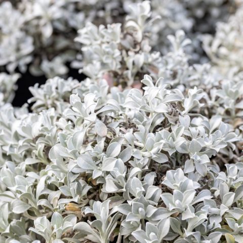 Helichrysum petiolare "Moe's Silver" (Elicriso) [Vaso 19cm]