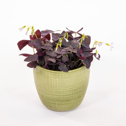 Oxalis triangularis subsp. papilionacea - violet [Vaso 12cm]