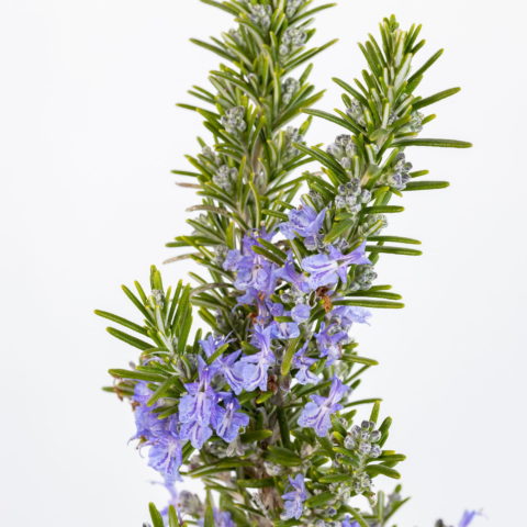 Rosmarinus officinalis "Prostratus Boule" (Rosmarino) [Vaso 19cm]