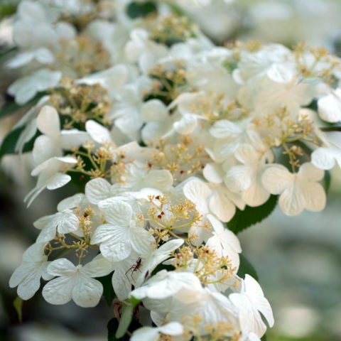 Viburnum plicatum "Watanabe" (Viburno)