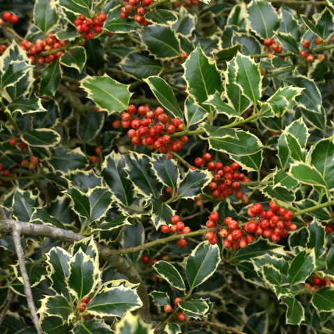 Ilex aquifolium "Argentea Marginata" (Agrifoglio)