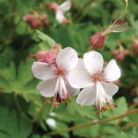 Geranium x cantabrigiense "Biokovo" [Vaso 18cm]