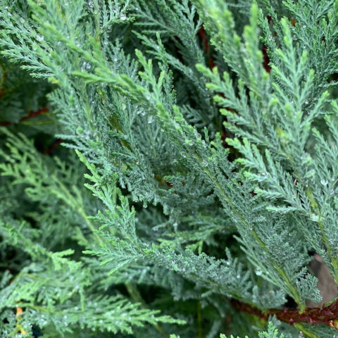 Cupressocyparis leylandii (Cupressus leylandii, Cipresso)