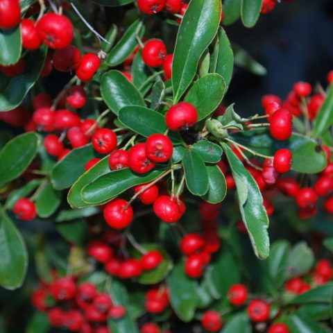 Pyracantha coccinea "Red Column" [Vaso 15cm]