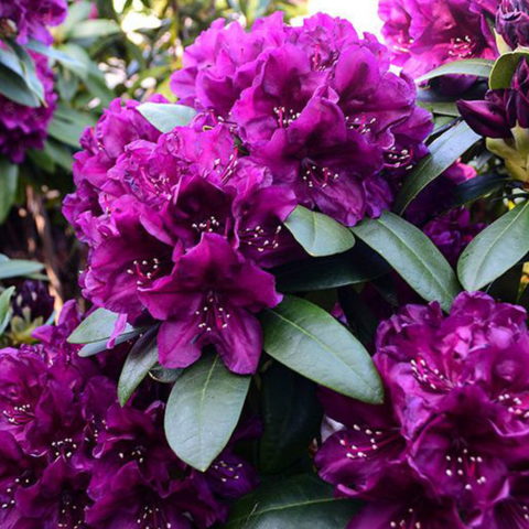 Rhododendron "Polarnacht" (Rododendro) [Vaso 22cm]