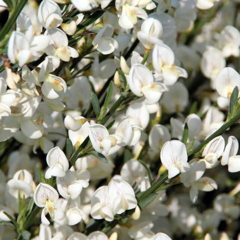 Cytisus "White Lion" (Ginestra) [Vaso 15cm]