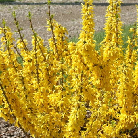 Forsythia x intermedia "Nimbus" [Vaso 18cm]