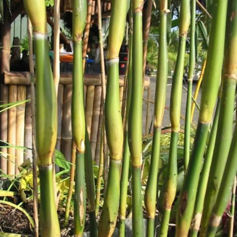 Pseudosasa japonica "Tsutsumiana" (Bamb) [Vaso 18cm]