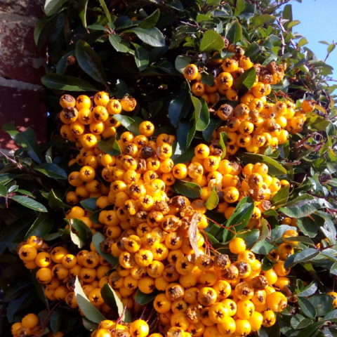 Pyracantha "Soleil d'Or" [Vaso 15cm]