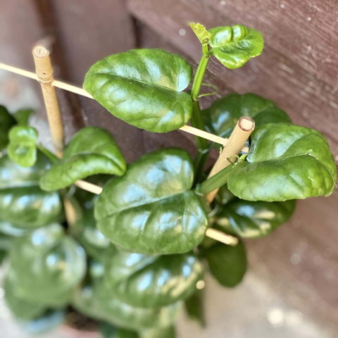 Parthenocissus quadrangularis (Ampelopsis, Vite del Canad) [Vaso 15cm]