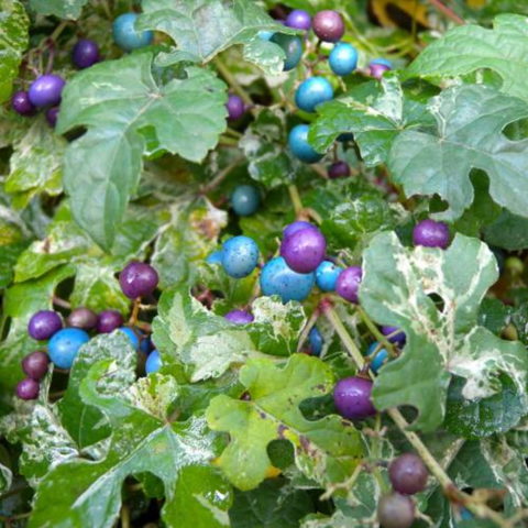 Parthenocissus brevipedunculata "Elegans" (Ampelopsis, Vite del Canad) [Vaso 18cm]