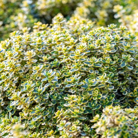 Thymus citriodorus "Aureus" (Timo Aurea al Limone)