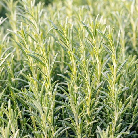 Rosmarinus officinalis (Rosmarino)
