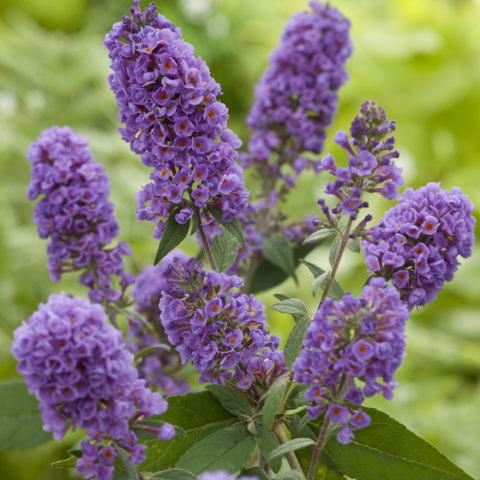 Buddleja davidii "Lilac Turtle" [Vaso 23cm]
