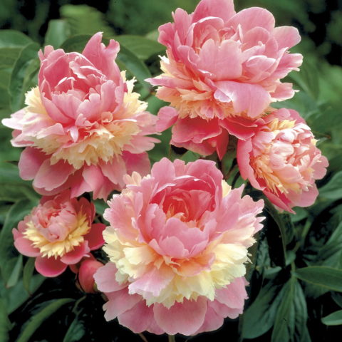 Paeonia lactiflora "Sorbet" (Peonia) [Vaso 24cm]