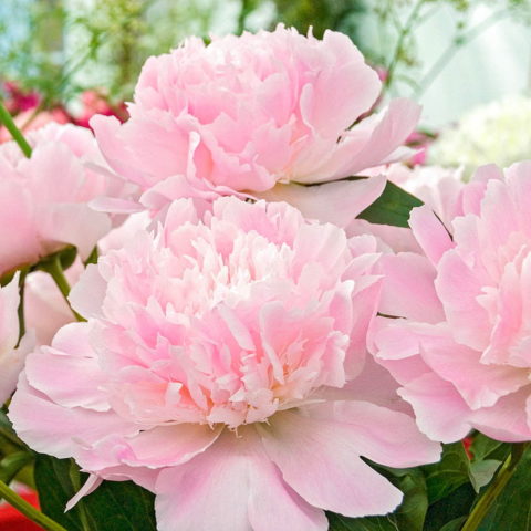 Paeonia lactiflora "Alertie" (Peonia) [Vaso 24cm]