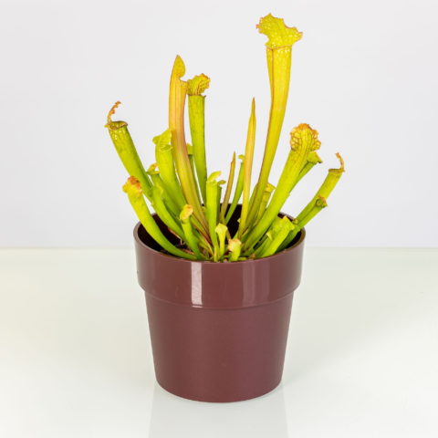 Sarracenia "Barba" (Carnivora) [Vaso 8,5cm] (spedizione gratuita)
