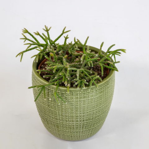 Rhipsalis pilocarpa [Vaso 12cm] (spedizione gratuita)