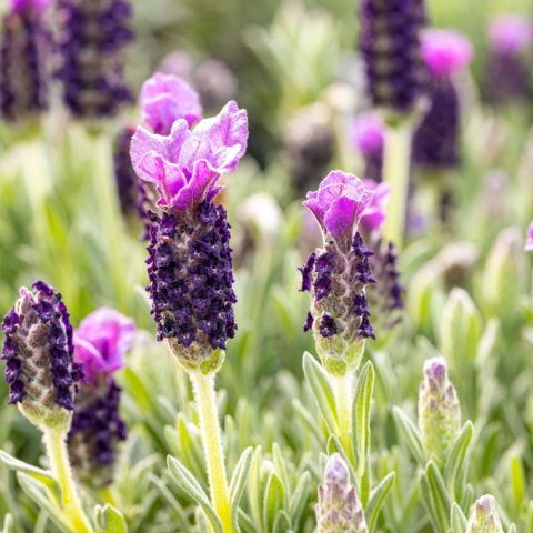 Lavandula stoechas "Anouk" (Lavanda) [Vaso 17cm]